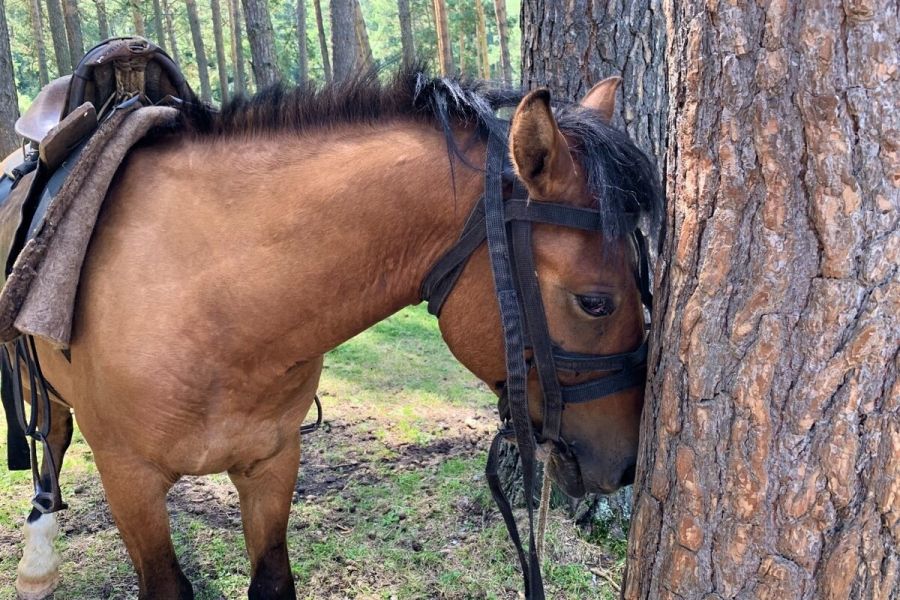 40 тысяч шагов по следам алтайский кочевников