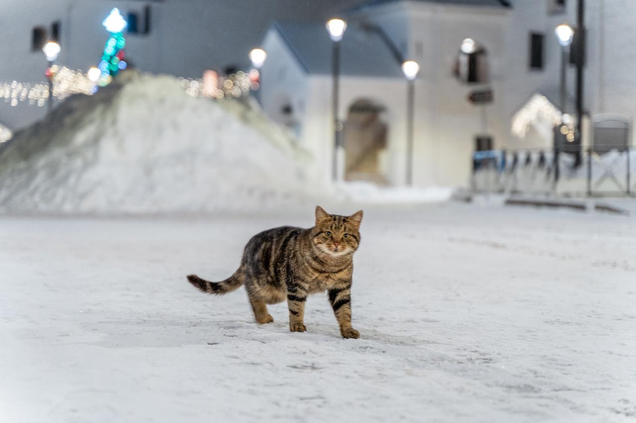 Новогодняя КОТОВАСИЯ 3 дня на 3 дня | Экскурсионные и активные туры по  России 2024