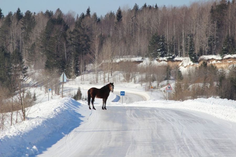 Заповедная Чудь